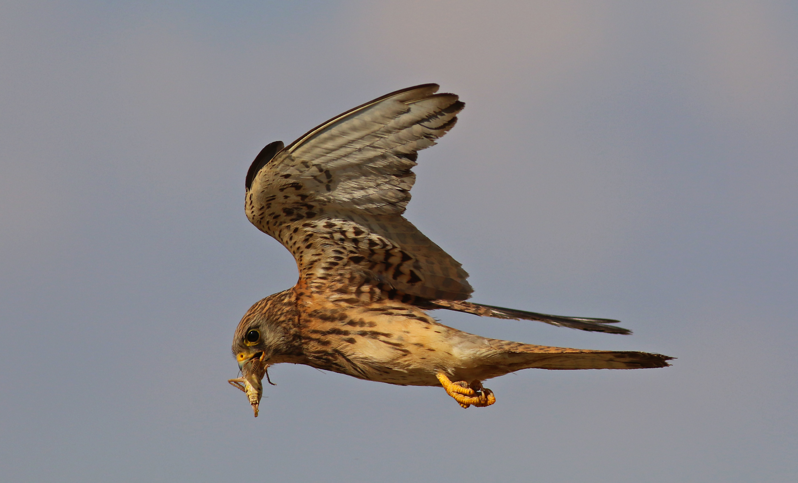 Lesser Kestrel